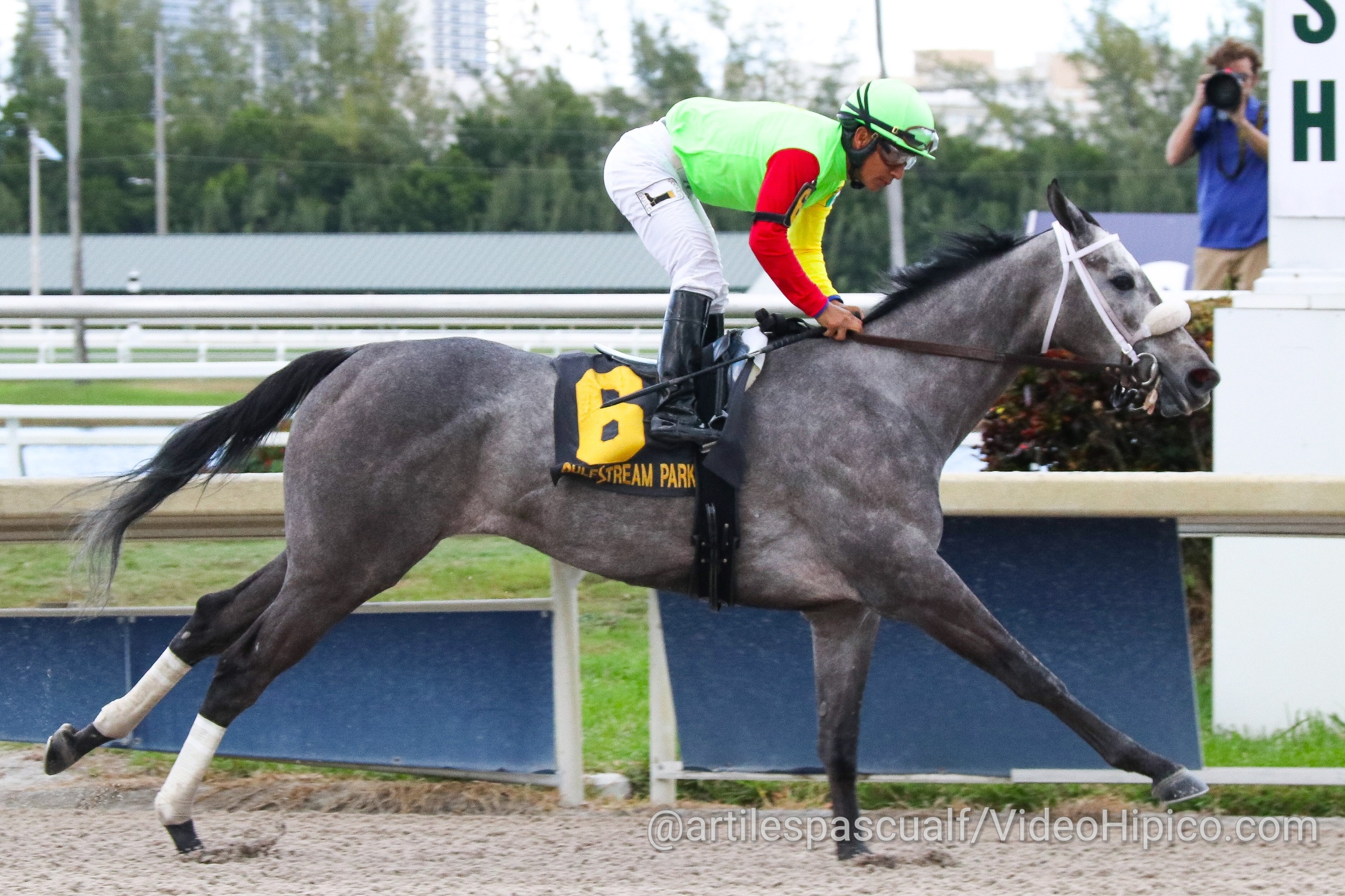 Caballo pura sangre 'Genubi Asquifar'